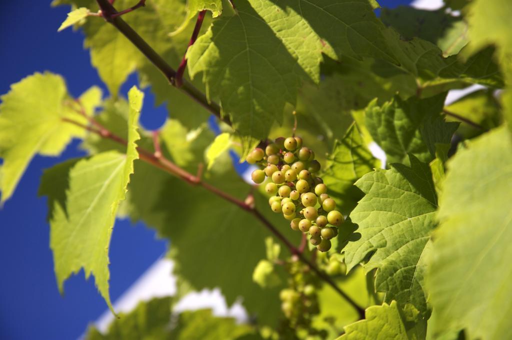 Llanerch Vineyard Hotel Hensol Esterno foto